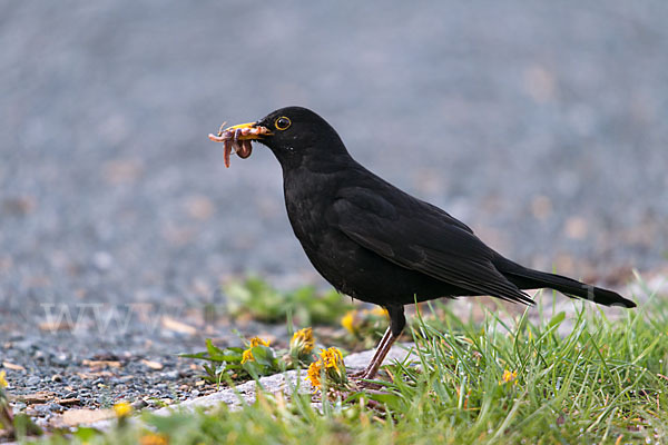 Amsel (Turdus merula)