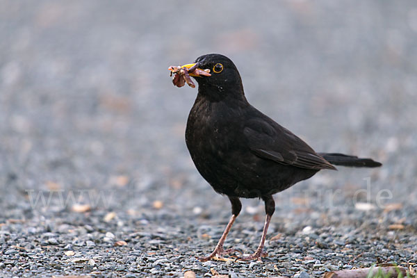 Amsel (Turdus merula)