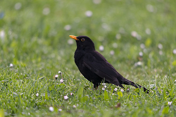 Amsel (Turdus merula)