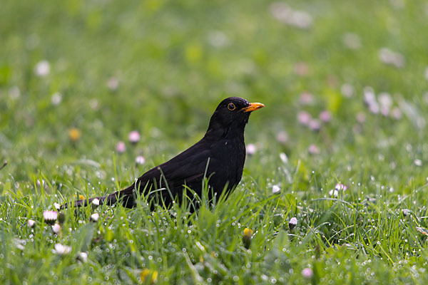 Amsel (Turdus merula)