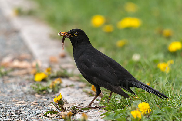 Amsel (Turdus merula)