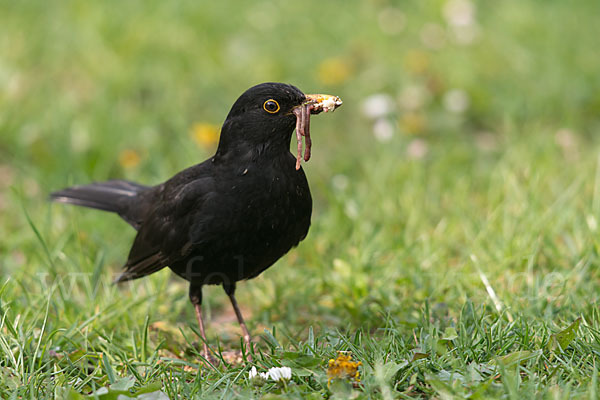 Amsel (Turdus merula)