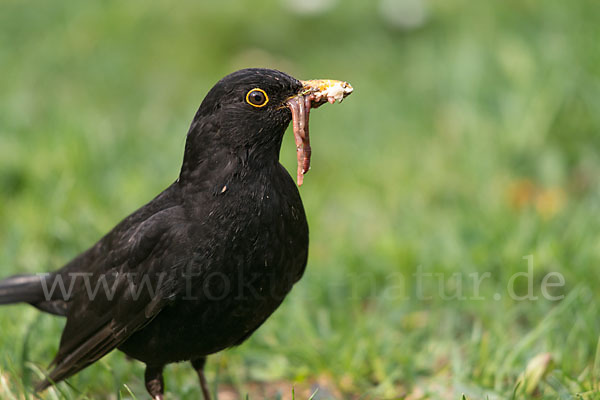 Amsel (Turdus merula)