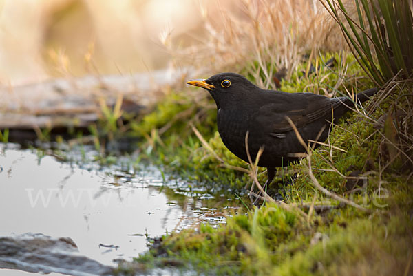 Amsel (Turdus merula)