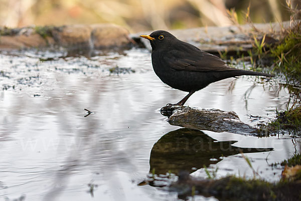 Amsel (Turdus merula)