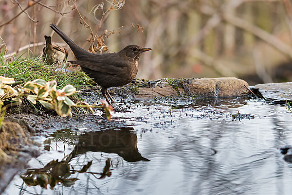 Amsel (Turdus merula)