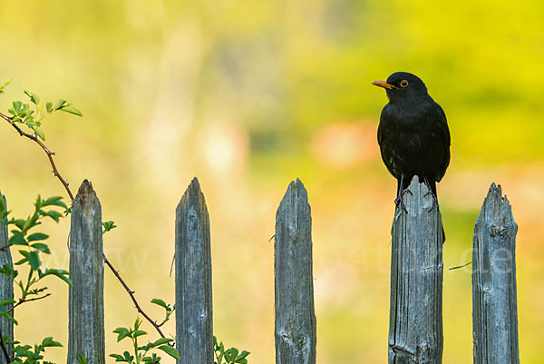 Amsel (Turdus merula)