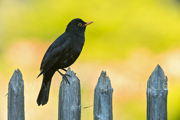 Amsel (Turdus merula)