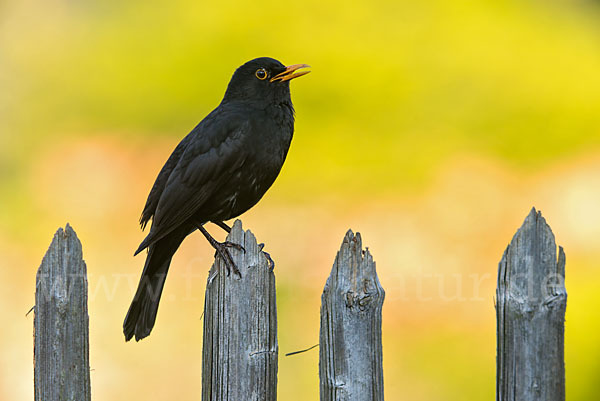 Amsel (Turdus merula)