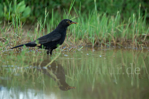 Amsel (Turdus merula)