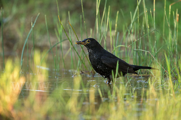 Amsel (Turdus merula)