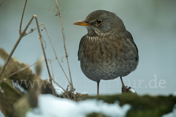 Amsel (Turdus merula)