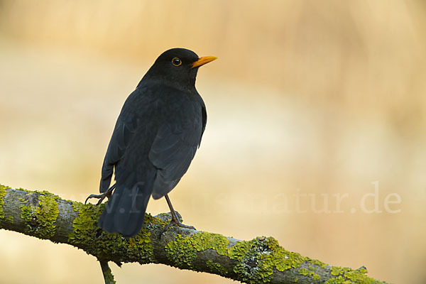 Amsel (Turdus merula)