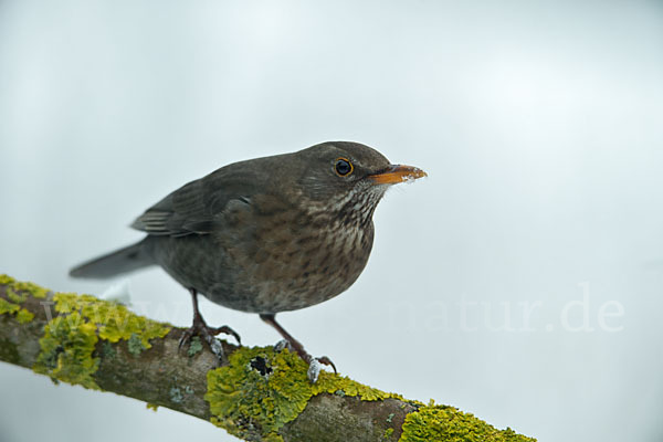 Amsel (Turdus merula)