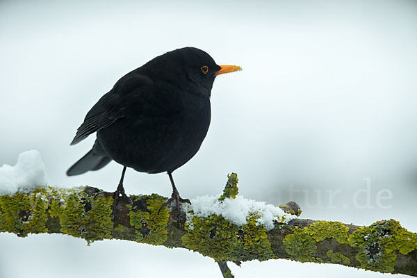 Amsel (Turdus merula)