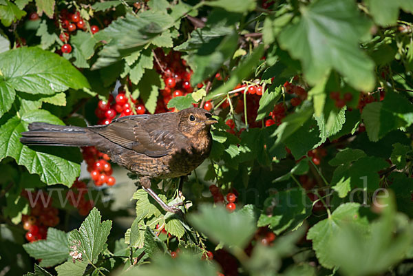 Amsel (Turdus merula)