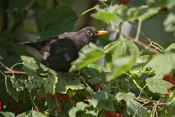 Amsel (Turdus merula)