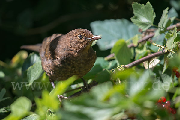 Amsel (Turdus merula)