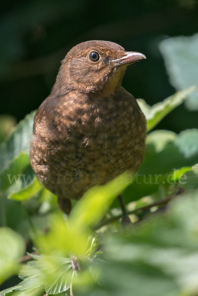 Amsel (Turdus merula)