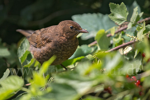 Amsel (Turdus merula)