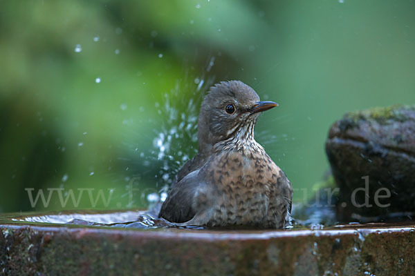 Amsel (Turdus merula)