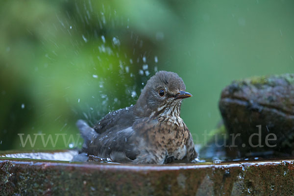 Amsel (Turdus merula)