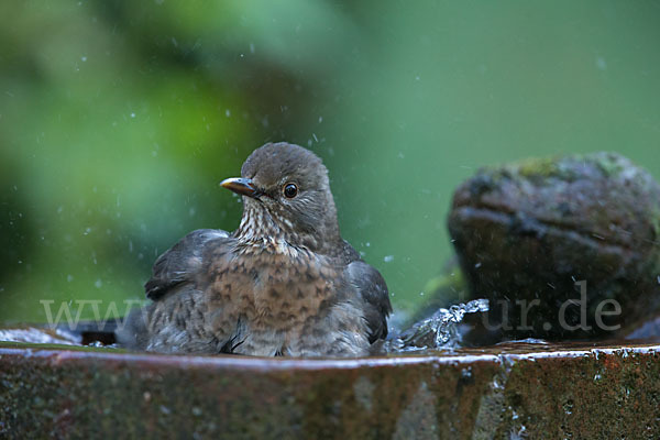 Amsel (Turdus merula)