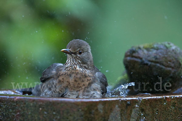 Amsel (Turdus merula)