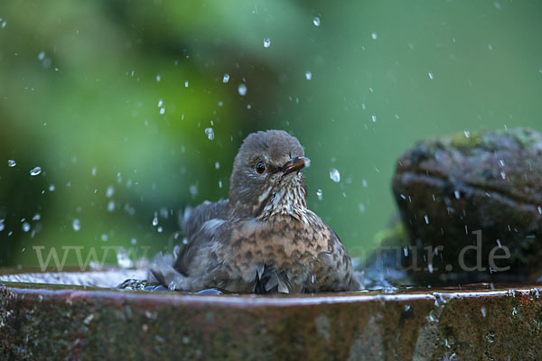 Amsel (Turdus merula)