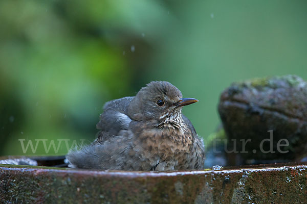 Amsel (Turdus merula)