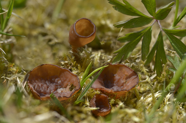 Anemonenbecherling (Dumontinia tuberosa)