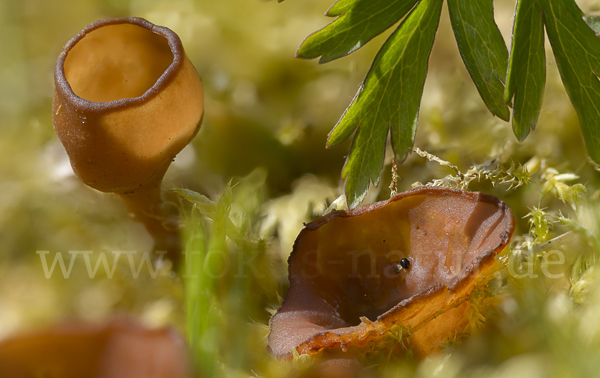 Anemonenbecherling (Dumontinia tuberosa)