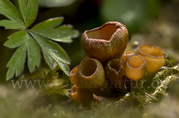 Anemonenbecherling (Dumontinia tuberosa)