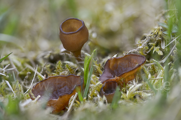 Anemonenbecherling (Dumontinia tuberosa)