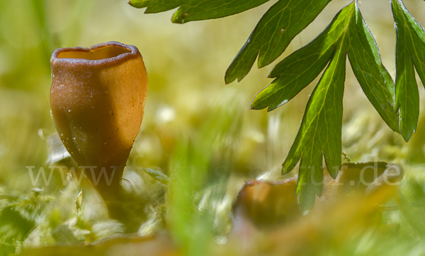 Anemonenbecherling (Dumontinia tuberosa)