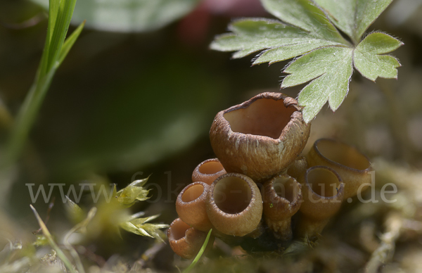 Anemonenbecherling (Dumontinia tuberosa)