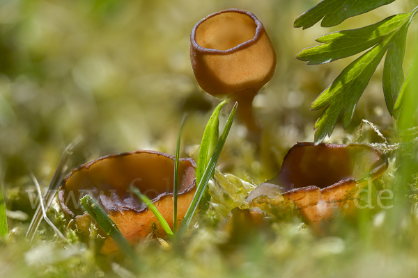 Anemonenbecherling (Dumontinia tuberosa)