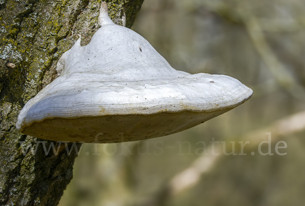 Anis-Tramete (Trametes suaveolens)