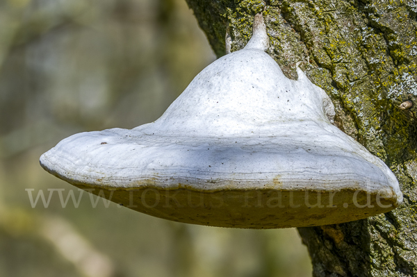 Anis-Tramete (Trametes suaveolens)