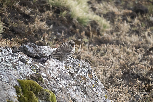 Ankoberhänfling (Serinus ankoberensis)