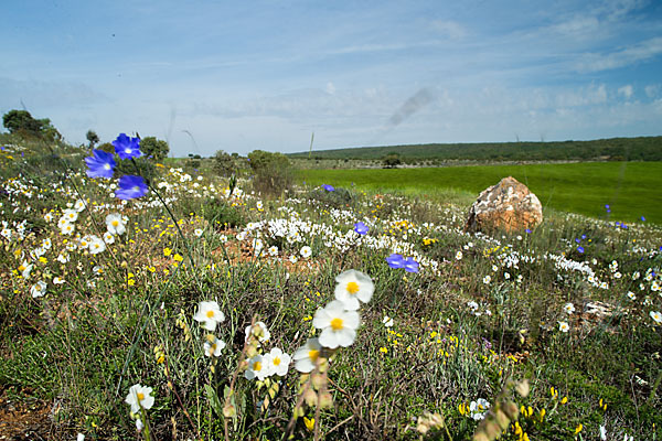 Apenninen-Sonnenröschen (Helianthemum apenninum)