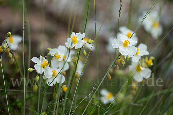 Apenninen-Sonnenröschen (Helianthemum apenninum)