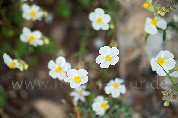 Apenninen-Sonnenröschen (Helianthemum apenninum)