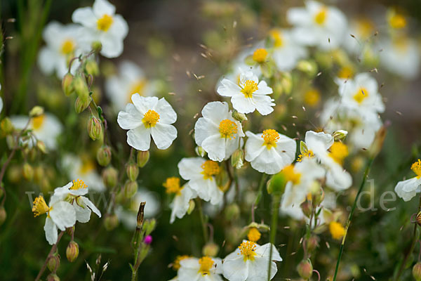 Apenninen-Sonnenröschen (Helianthemum apenninum)