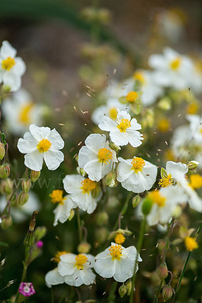 Apenninen-Sonnenröschen (Helianthemum apenninum)