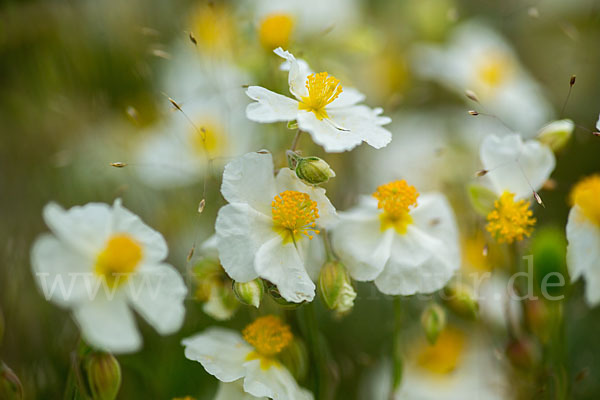 Apenninen-Sonnenröschen (Helianthemum apenninum)