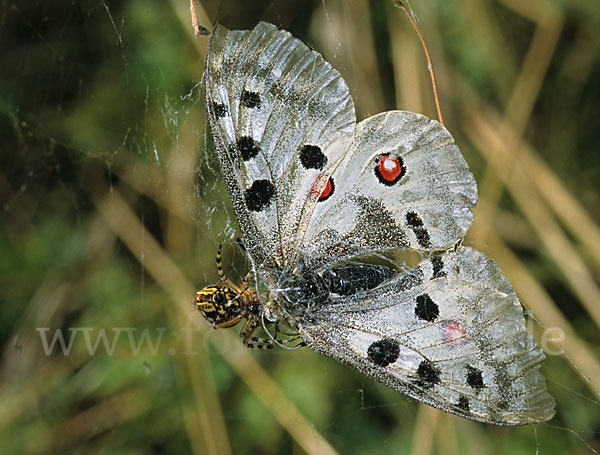 Apollofalter (Parnassius apollo)