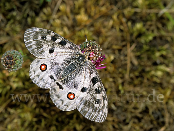 Apollofalter (Parnassius apollo)