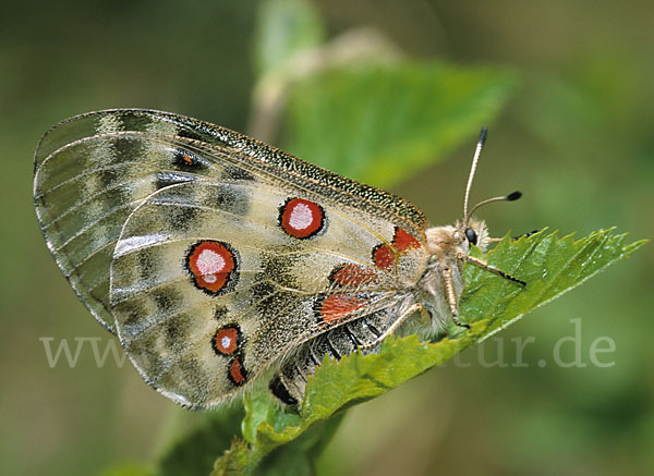 Apollofalter (Parnassius apollo)