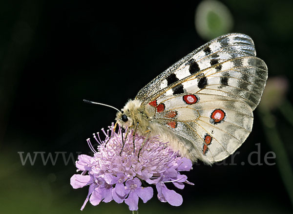 Apollofalter (Parnassius apollo)